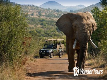 3 Hour Pilanesberg Morning Open Vehicle safari drive (Self drive)