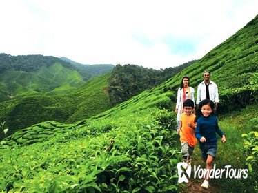 3D2N KL-CAMERON HIGHLAND