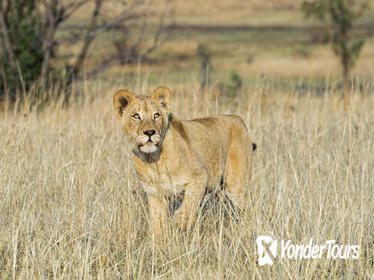 3-Day Chalet Kruger Park Safari from Johannesburg