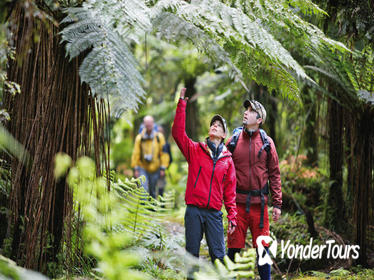 3-Day Hollyford Track Guided Walk with Scenic Helicopter Flight