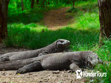 3-Day Komodo National Park Tour: Komodo Island and Rinca Island Trek