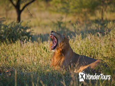 3-Day Kruger Park Tour from Johannesburg