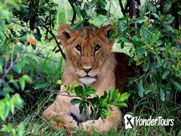 3-Day Masai Mara and Lake Naivasha Private Safari from Nairobi 3-Day Masai Mara and Lake Naivasha Private Safari from Nairobi