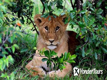 3-Day Masai Mara and Lake Naivasha Private Safari from Nairobi