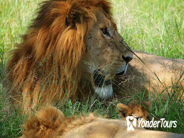 3-Day Masai Mara Guided Safari from Nairobi 3-Day Masai Mara Guided Safari from Nairobi