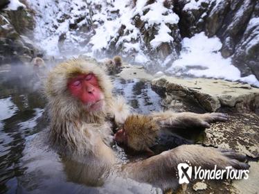 3-Day Private Tokyo and Nagano Tour: Snow Monkeys, Tsukiji Market and Bullet Train