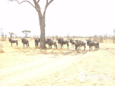 3-Day Safari Trip to Masai Mara National Reserve from Nairobi