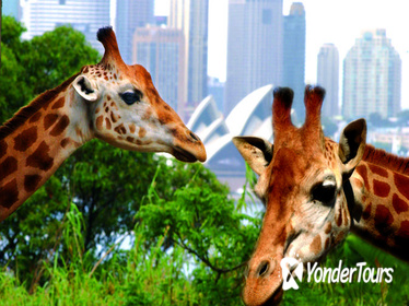 3-Day Sydney Harbour Hop-On Hop-Off Cruise Pass Including Taronga Zoo Entry