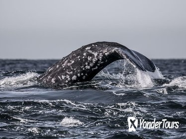 3-Hour Monterey Bay Winter Whale-Watching Tour in California