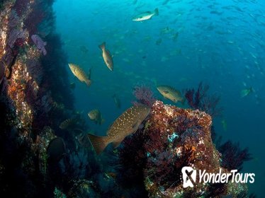 3-Tank Cabo San Lucas and Corridor Dives for Certified Divers 3-Tank Cabo San Lucas and Corridor Dives for Certified Divers