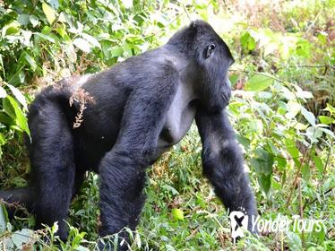 4 Days Gorilla Tracking and Queen Elizabeth National Park Safari
