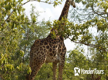 4 Days Magical Kruger National Park Safari with Panorama Tour