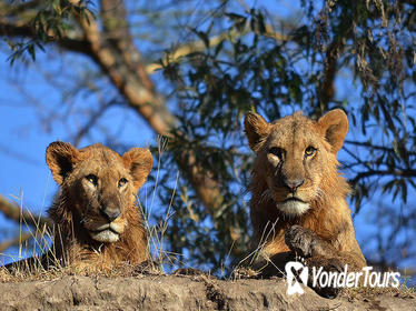 4-Day Masai Mara and Lake Nakuru Safari from Nairobi