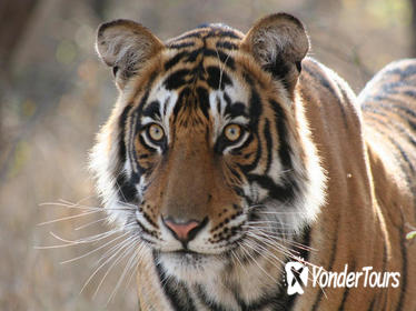 4-Day Ranthambhore Tiger Safari Tour Including Agra and Jaipur from New Delhi