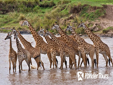 4days: Amboseli, Tsavo West & Tsavo East Wildlife Safari