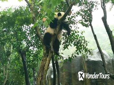 4-Hour Giant Panda Experience Private Tour With Morning Departure In Chengdu