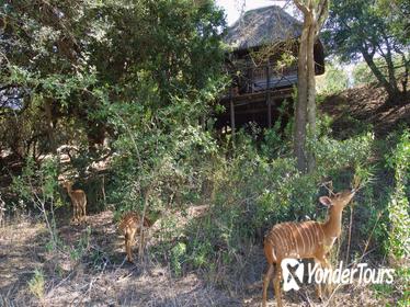 5 Day Lodge and Treehouse Kruger National Park Safari