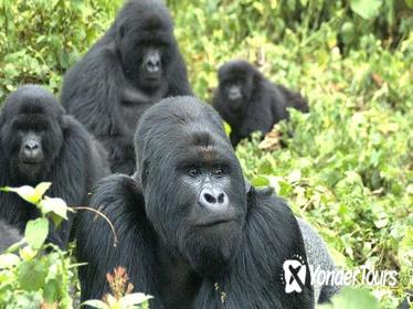 5 Day Rwanda gorilla and Lake Kivu Safari