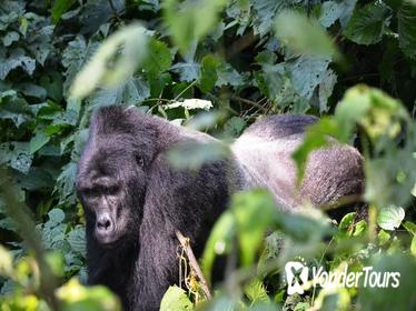 5 Days Gorillas and Wildlife Safari