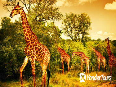 5 Days Safari In Tarangire, Lake Manyara, Ngorongoro and Serengeti NP From Arusha Town