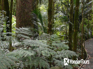 5.5-Hour Bay of Islands Shore Excursion from Waitangi Wharf