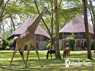 5days: Hell's Gate, Lake Naivasha, Lake Nakuru & Masai Mara Luxury Lodge Safari
