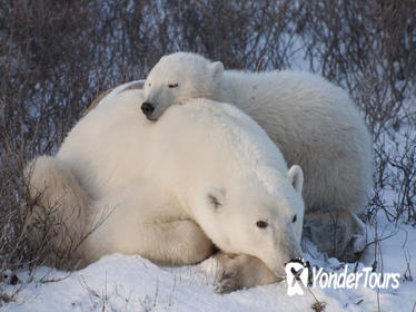 5-Night Churchill Tour and Polar Bear Adventure from Winnipeg