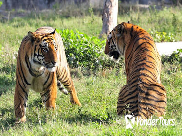 5-Star Hotel Package: 4-Day Ranthambhore Tiger Tour from Delhi, Jaipur and Agra