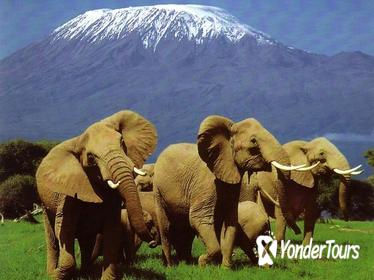 6 Days Amboseli, Lake Nakuru, Masai Mara Wildlife Safaris All Inclusive