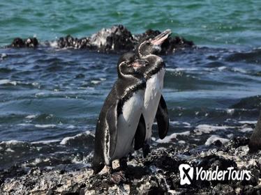 6-Day All Inclusive Galapagos Island Hopping