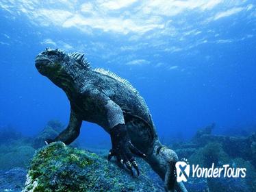 6-Day Galapagos All Inclusive Island Hopping Tour