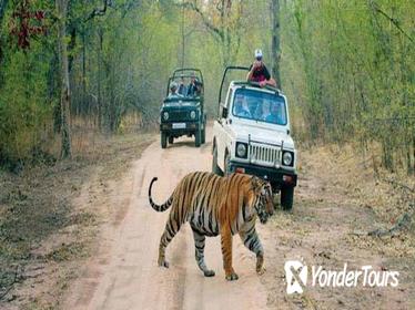 6-Day Private Tour From Delhi to Jaipur includes Ranthambore and Agra Visit