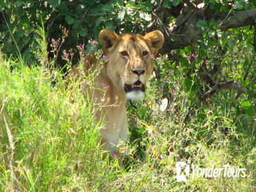 6-Day Safari in Tanzania's Northern Parks