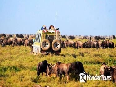 6-Day Tanzania Camping Safari: Lake Manyara, Serengeti, Ngorongoro Cater and Tarangire National Park from Arusha