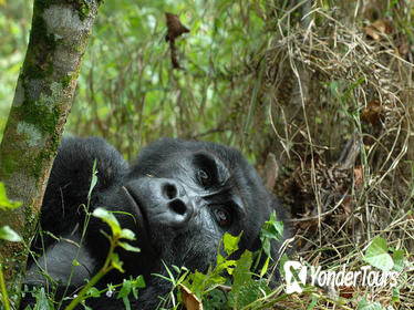 7 Day Gorilla Trekking Adventure