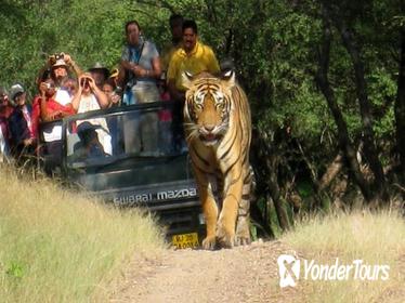 7 Days Golden Triangle with Ranthambore and Pushkar tour From Delhi