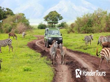 7 Days Tanzania Backpackers Safaris