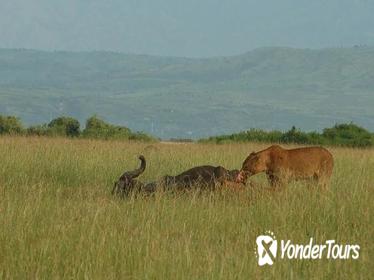 7 Night Safari: Murchison Falls, Kibale Forest, Queen Elizabeth Lake and Mburo 7 Night Safari: Murchison Falls, Kibale Forest, Queen Elizabeth Lake and Mburo