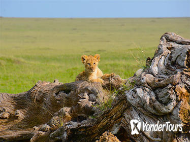 7-Day Best of Uganda Gorilla Safari and Wildlife Experience 7-Day Best of Uganda Gorilla Safari and Wildlife Experience