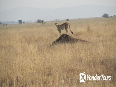 7-Day Family Tour: Northern Tanzania from Arusha