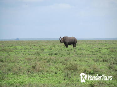 7-Day Private Tour Lake Manyara, Serengeti, Tarangire, Ngorongoro from Arusha