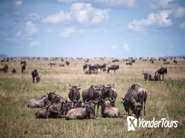 7-Night Great Wildebeest Calving Migration Safari from Arusha