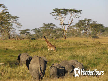 8-Day Best of Kenya and Tanzania Safari from Nairobi