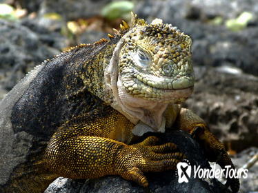 8-Days Galapagos Islands Highlights Tour