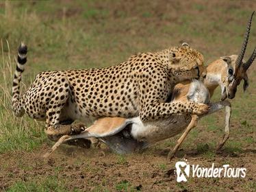 9-Days Discover Kenya Safaris