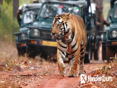 9-Days Explore Rajasthan with Tiger Safari at Ranthambore