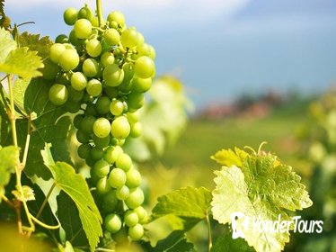 A Passion For Wine - Private Wine Tour to Azeitao A Passion For Wine - Private Wine Tour to Azeitao