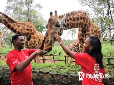 Africa Fund for Endangered Wildlife's Giraffe Centre and David Sheldrick's Elephant Orphanage Tour from Nairobi
