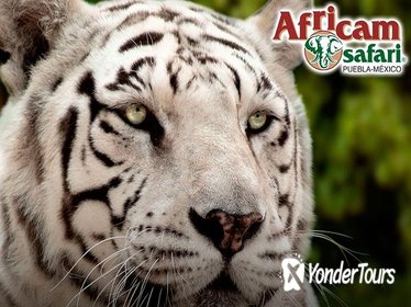 Africam Safari Zoo Admission with Transportation