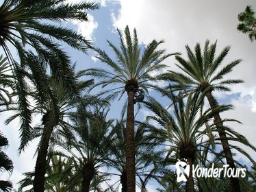Alicante and Elche Highlights Day Tour from Benidorm Alicante and Elche Highlights Day Tour from Benidorm